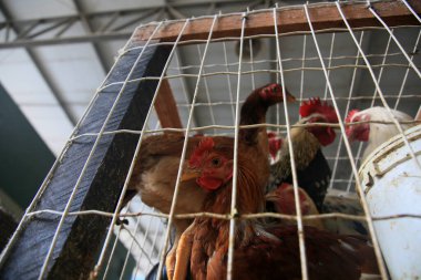 Salvador, Bahia, Brezilya - 30 Nisan 2022: Salvador 'daki Sao Joaquim fuarında satılık tavuk.