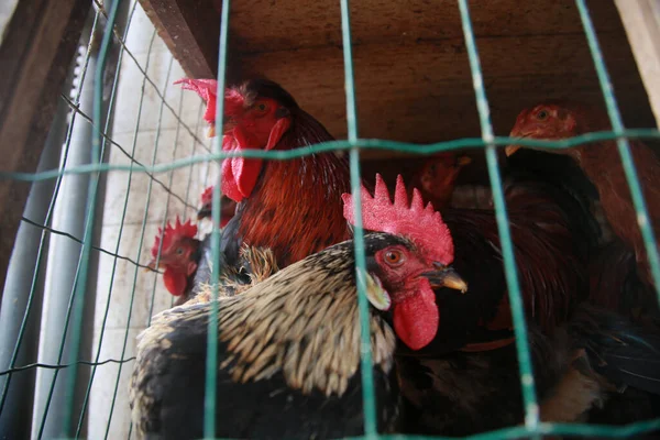 Salvador Bahia Brazil April 2022 Free Range Chicken Sale Sao — Stock Fotó