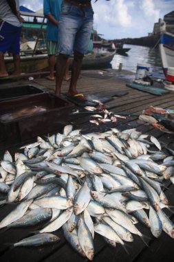 salvador, bahia, brazil - april 30, 2021: sardine fish for sale at the Sao Joaquim fair in the city of Salvador.