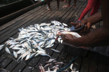 salvador, bahia, brazil - april 30, 2021: sardine fish for sale at the Sao Joaquim fair in the city of Salvador.