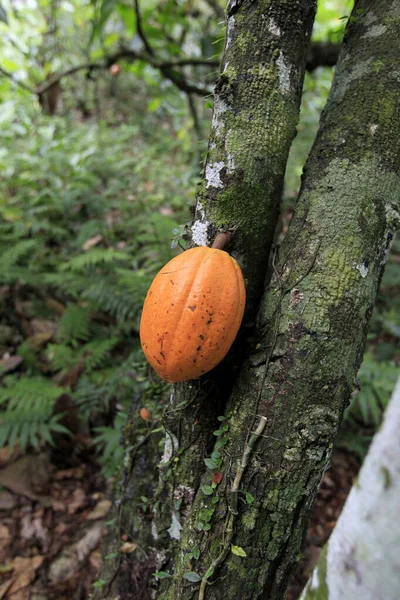 Ilheus Bahia Brasil Maio 2022 Plantação Cacau Para Produção Chocolate — Fotografia de Stock