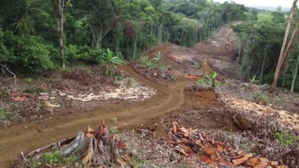 Ilheus Bahia Brazil May 2022 Deforestation Area Atlantic Forest Region — Stock Video