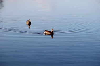 Itajuipe, Bahia, Brezilya - 1 Haziran 2022: Güney Bahia 'daki Itajuipe şehrinde bir gölde ördekler yüzüyorlar..