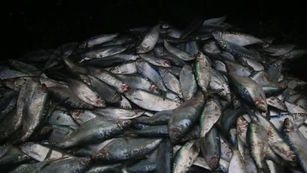 Salvador Bahia Brazil Апреля 2022 Сардинская Рыба Продажи Киоске Ярмарке — стоковое видео