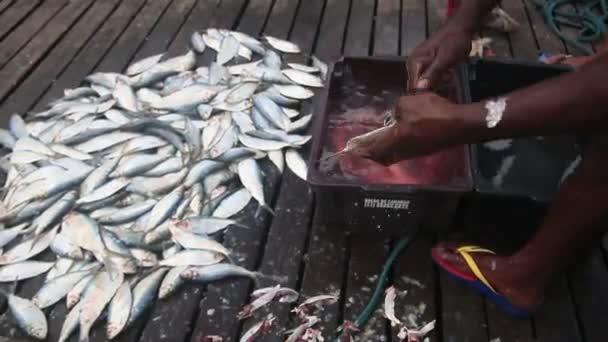 Salvador Bahia Brasil Abril 2022 Pescado Sardina Venta Puesto Feria — Vídeos de Stock