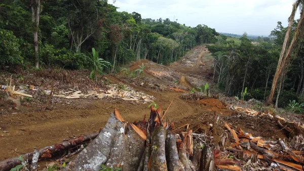 Ilheus Bahia Brésil Mai 2022 Déforestation Arbres Indigènes Forêt Atlantique — Photo