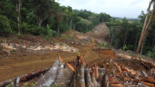 ilheus, bahia, brazil - may 23, 2022: deforestation of native Atlantic Forest trees to build a road in the city of Ilheus, in southern Bahia.