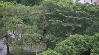 Salvador, Bahia, Brezilya - 21 Haziran 2022: Salvador şehrinde güçlü rüzgar yaprakları ve ağaç dallarını sallıyor.