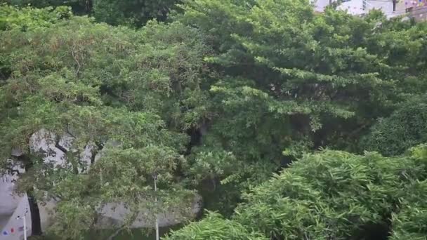 Salvador Bahia Brazil June 2022年 萨尔瓦多市刮风强烈的树叶和树枝 — 图库视频影像