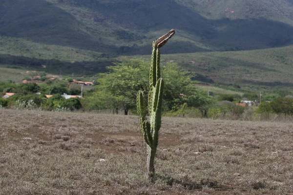 Santa Teresinha Bahia Brazil August 2022 Mandacaru Cactus Plant Drought — Stockfoto
