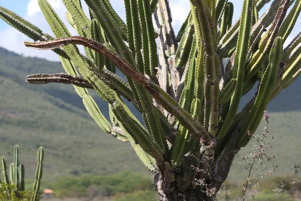 Santa Teresinha Bahia Brazil August 2022 Mandacaru Cactus Plant Drought — Fotografia de Stock