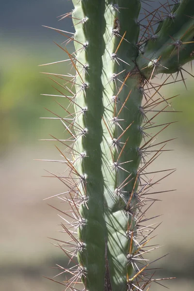 Santa Teresinha Bahia Brazil August 2022 Mandacaru Cactus Plant Drought — Fotografia de Stock