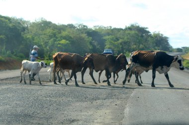 İlheus, Bahia, Brezilya - 6 Ekim 2022 Güney Bahia 'da otoban yolundan geçen sığırlar..