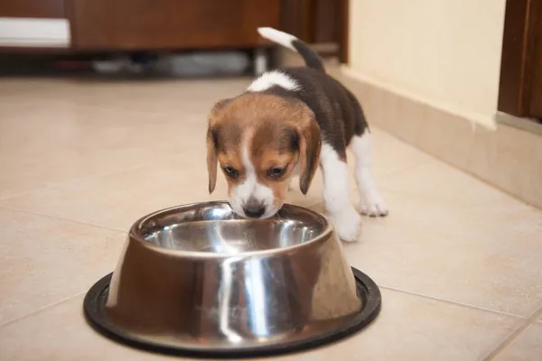 Beagle puppy is eating from its new metal bowl.