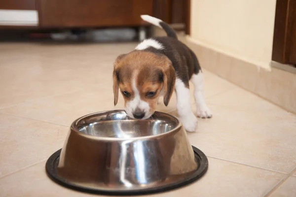 Beagle Cucciolo Sta Mangiando Dalla Sua Nuova Ciotola Metallo Foto Stock Royalty Free