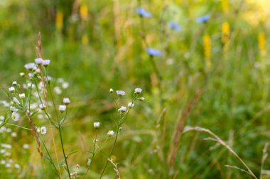 Yeşil tarlada vahşi yaz çiçekleri