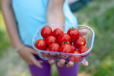 Açık havada bir kızın elinde süpermarketten alınmış şeffaf plastik bir kutuda kırmızı parlak kiraz domatesleri..