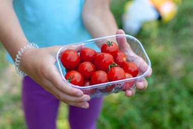 Kızların elinde plastik şeffaf bir kutuda kırmızı, zengin domatesler..