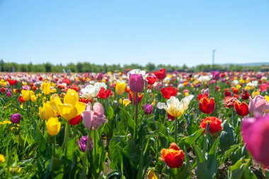Renkli, parlak lalelerin tarlası.