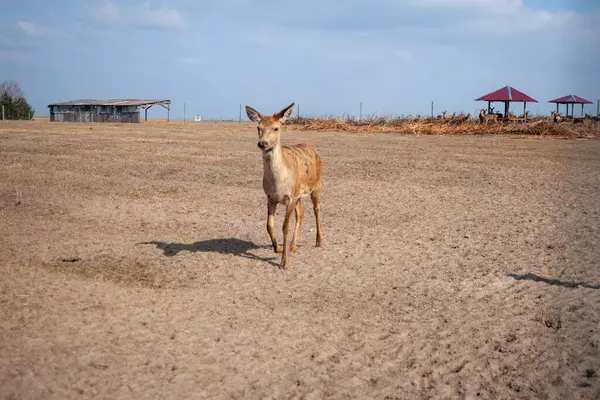 Rehe Auf Dem Rehbauernhof — Stockfoto