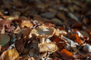 Yerde bir sürü altın yapraklı mantar var. Sonbahar havası.