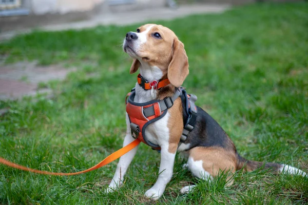 Beagle Dog Sitting Green Grass Outdoor — Stok fotoğraf