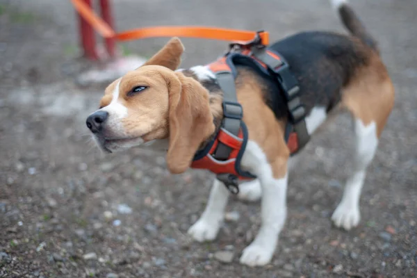 Beagle Dog Shakes — Stok fotoğraf