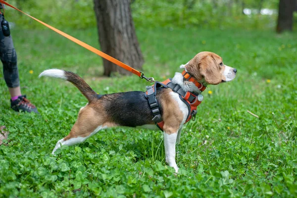 Köpeği Yeşil Çimlerin Üzerinde Yürüyor — Stok fotoğraf