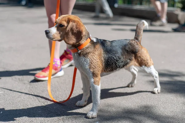 Köpeği Sokakta Yürüyor — Stok fotoğraf