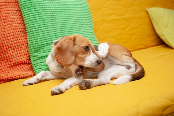 The beagle dog is biting on the yellow sofa near bright pillows.