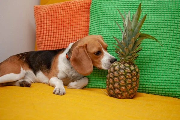 Cão Beagle Está Cheirando Abacaxi Sofá Amarelo Perto Almofadas Brilhantes Imagens De Bancos De Imagens Sem Royalties