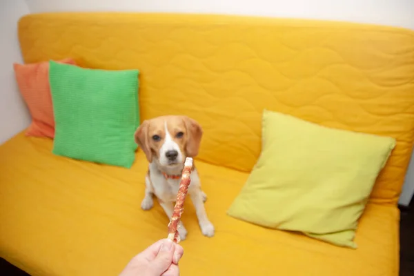 The beagle dog is going to eat the bone on the yellow sofa.