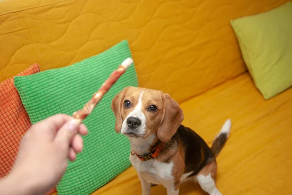 The beagle dog wants to eat the bone on the yellow sofa.