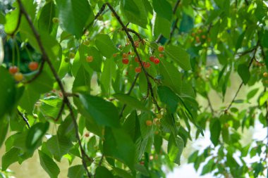 Cherries begin to ripen on the tree.