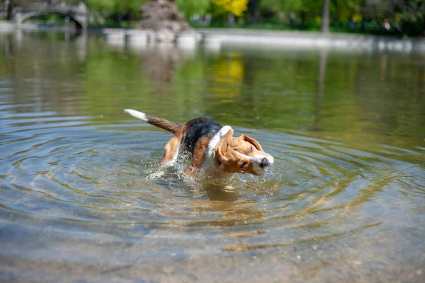 The beagle puppy is shaking off water from its body in the shallow lake.