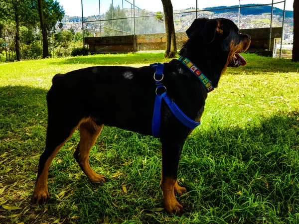 Cão Parque — Fotografia de Stock