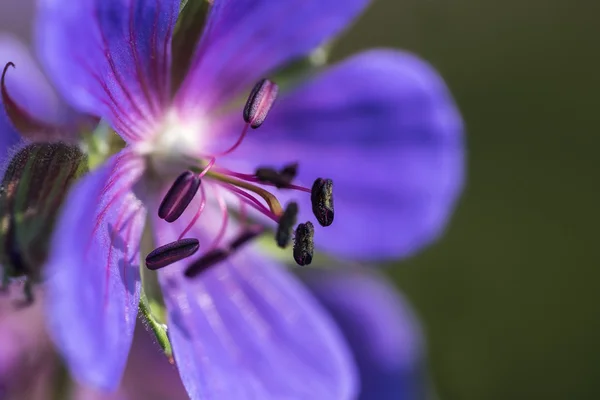 Geranium sylvaticum, close-up shot — Stockfoto