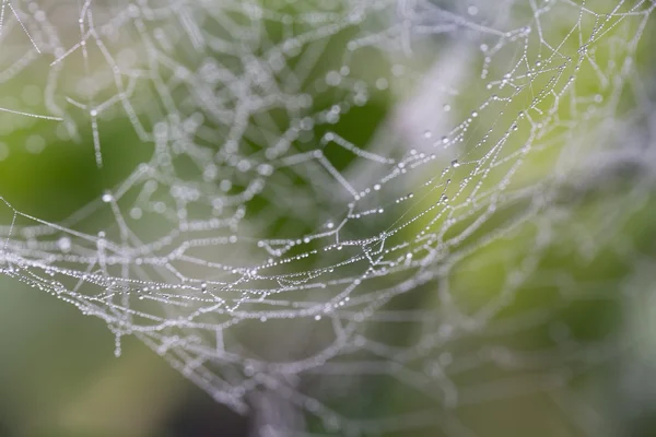 Luminosa tela de araña con rocío — Foto de Stock