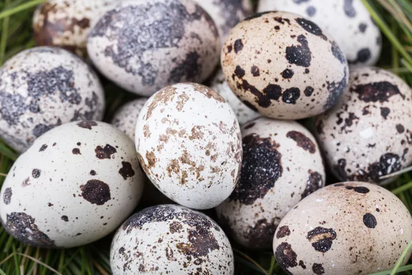 Small group of dappled quail eggs — Stock Photo, Image