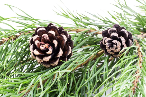 Rama de pino con conos sobre fondo blanco —  Fotos de Stock