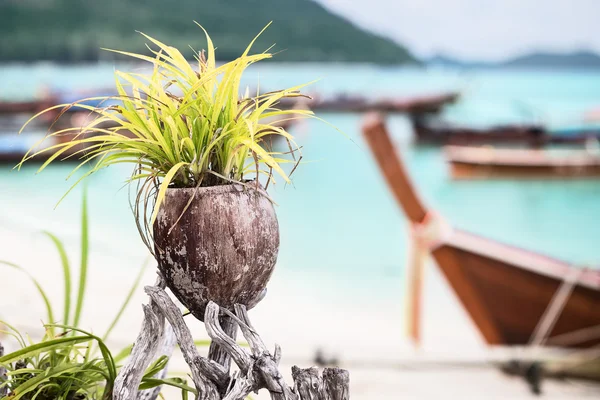Planta en maceta de coco en la playa asiática. Decoración . —  Fotos de Stock