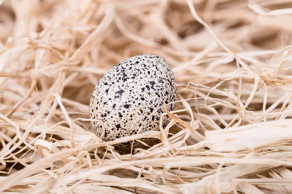Quail dappled egg in the straw, close-up — Stock Photo, Image