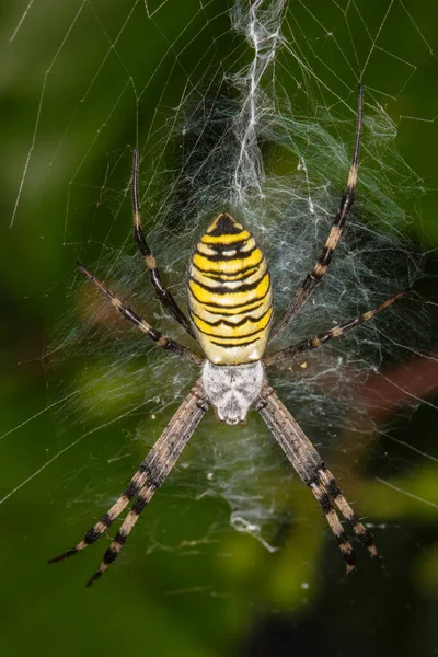 Argiope Bruennichi Dangereuse Araignée Sur Toile Gros Plan — Photo