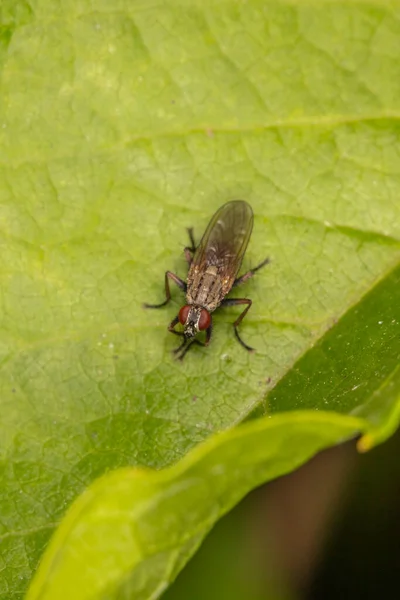 Calliphora Vicina Grande Mouche Sur Une Feuille — Photo