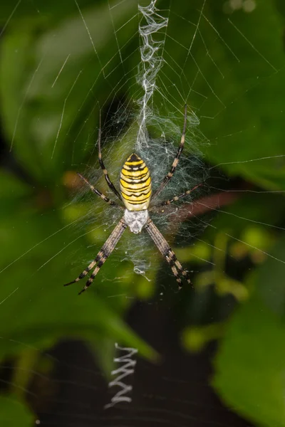 Tygrzyk Paskowany Niebezpieczne Spider Internecie Bliska — Zdjęcie stockowe