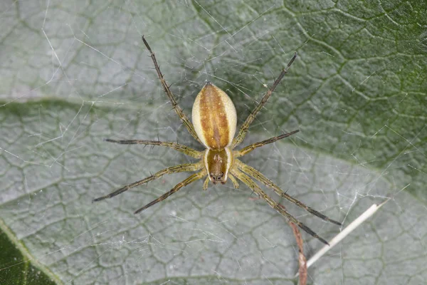 Spinne Spannt Das Netz Unter Dem Blatt — Stockfoto