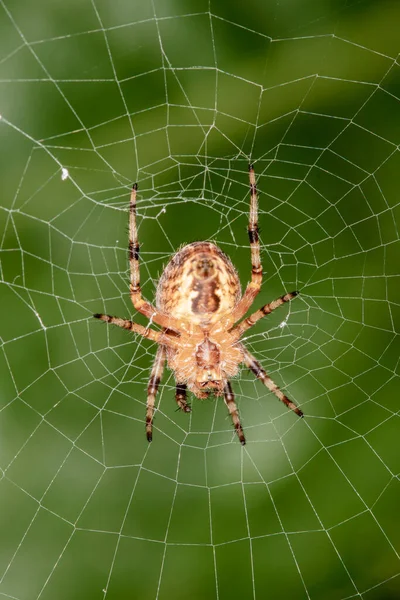 Örümcek Onun Web Üzerinde Çapraz Yakın Çekim — Stok fotoğraf