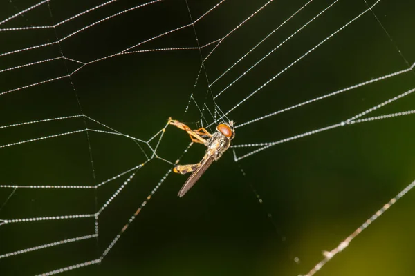 Μύγα Πιασμένη Στον Ιστό Μιας Αράχνης — Φωτογραφία Αρχείου