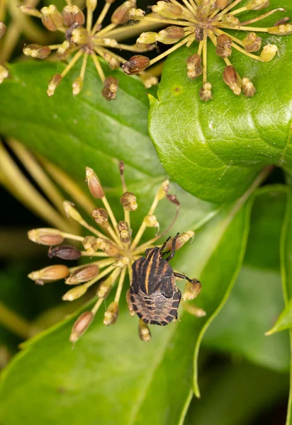 Colorfull Bug Climbs Green Plant — Stock Photo, Image