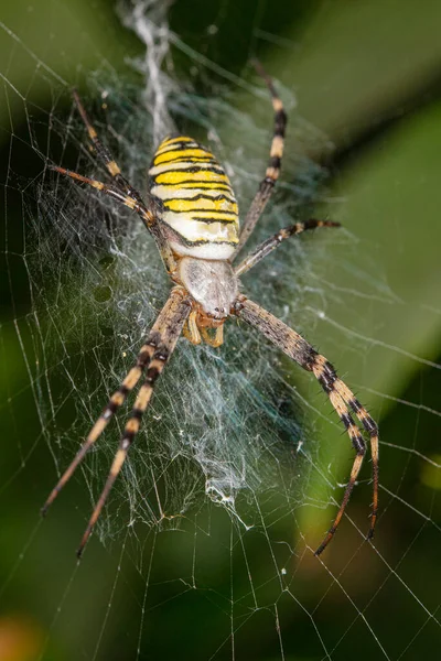Argiope Bruennichi Gefährliche Spinne Netz Aus Nächster Nähe — Stockfoto